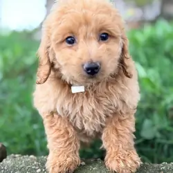 Mini Goldendoodle puppies