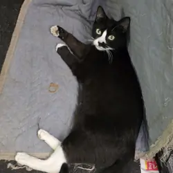 Rescue Mother Cat - Black & White
