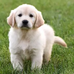 7 Week Old Female Golden Retriever