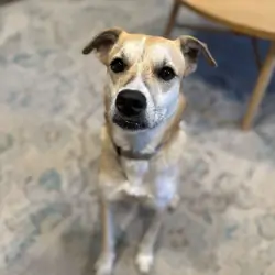 Experienced Home Needed for Sweet 3 yo Female