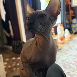 Sphynx