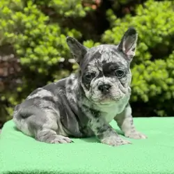 Gorgeous French Bulldog Puppies available