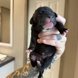 Great Dane