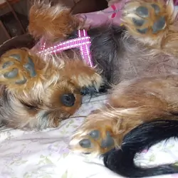 Dorkie