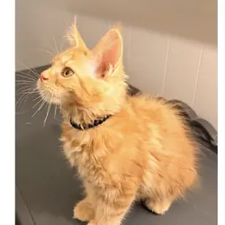 TICA Maine Coon kittens