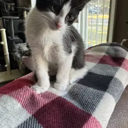 Tuxedo Kittens