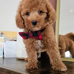 Beautiful F1BB MALE Mini Goldendoodle Puppies