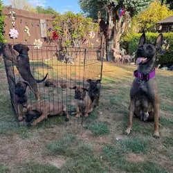 Belgian Malinois puppies for sale