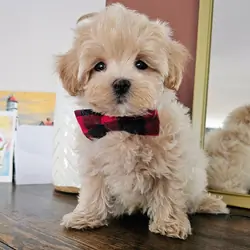 Gorgeous Toy Maltipoo (Maltese & Poodle) Puppies
