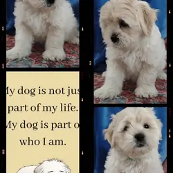 Teddy Bear Puppies