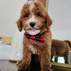 Stunning F1BB Petite Mini Goldendoodle Puppies