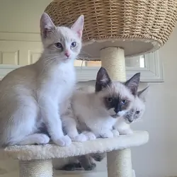 Siamese Kittey