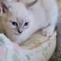 Siamese