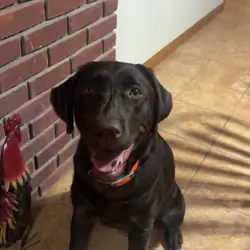 Chocolate Lab Puppies