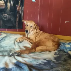 Female German shepherd Preyness mix