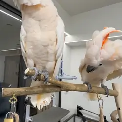 2 Cockatoo