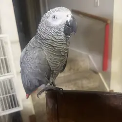 African grey