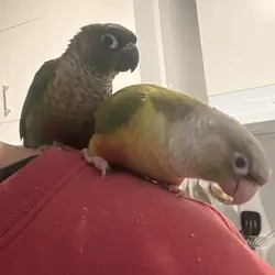 Green-cheeked Conure