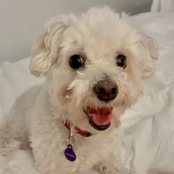 Maltipoo