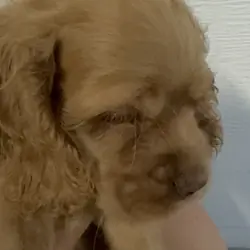 Pup