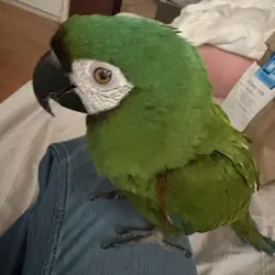 Macaw