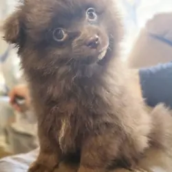 Pomapoo