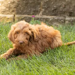 F1B standard goldendoodle female pup in indiana