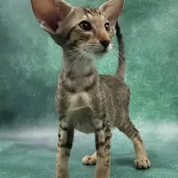 Boy Oriental Shorthair Kitten