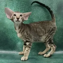 Male Oriental Shorthair Kitten