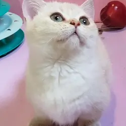 Female Munchkin Kitten