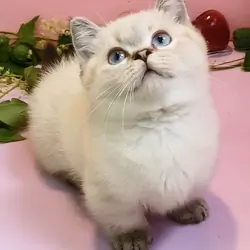 Male Munchkin Kitten