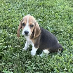Beagle Puppy