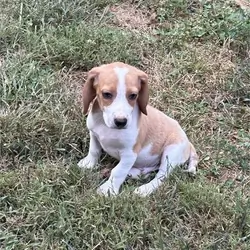 Meet Champ