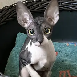 Female Cornish Rex Kitten