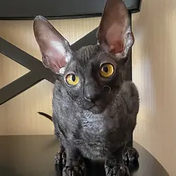 Male Cornish Rex Kitten