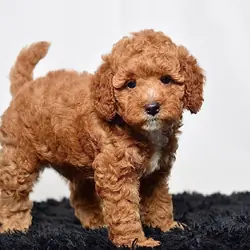 Male Micro Goldendoodle Pup