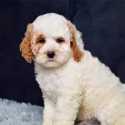 Male Mini Goldendoodle Puppy