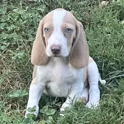 Gorgeous Lucky Boy