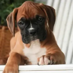 Female Boxer Pup