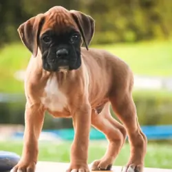 Male Boxer Pup
