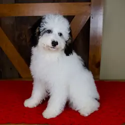 Female Mini Bernedoodle Pup
