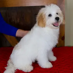 Male Teddy Bear Mini Bernedoodle