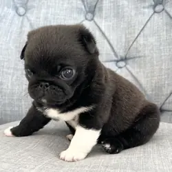Black male pug puppy
