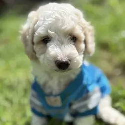 Tank - male mini newfypoo - ready October 1!