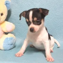 Jimmee, happy Chihuahua boy puppy