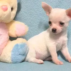 Little Josiah, tiny white Chihuahua boy