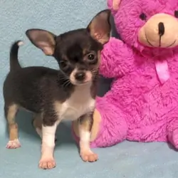 Janee, tiny Chihuahua puppy