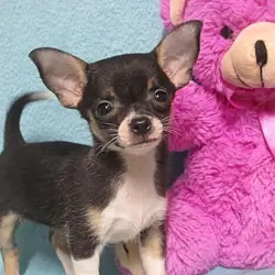 Janee, tiny Chihuahua puppy