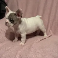 French Bulldog Puppies