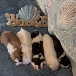 Adorable Shih Tzu puppies